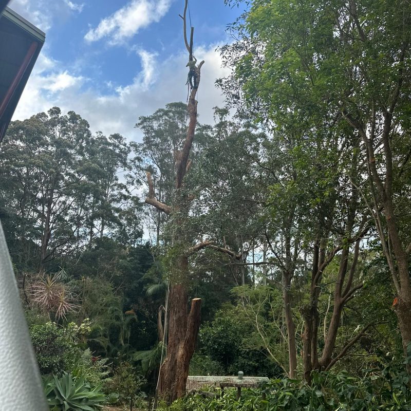 AH Tree Services