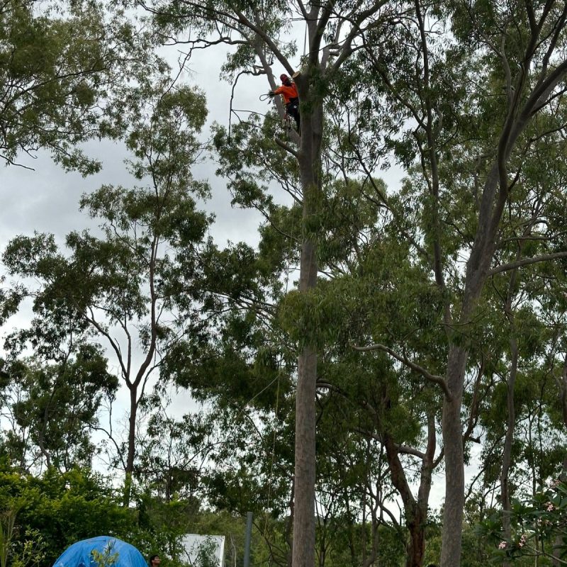 AH Tree Services
